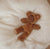 Olli Ella Cozy Dinkum Doll | Teddy | Warm Brown